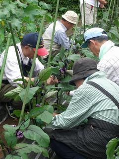 野菜コース実習の写真