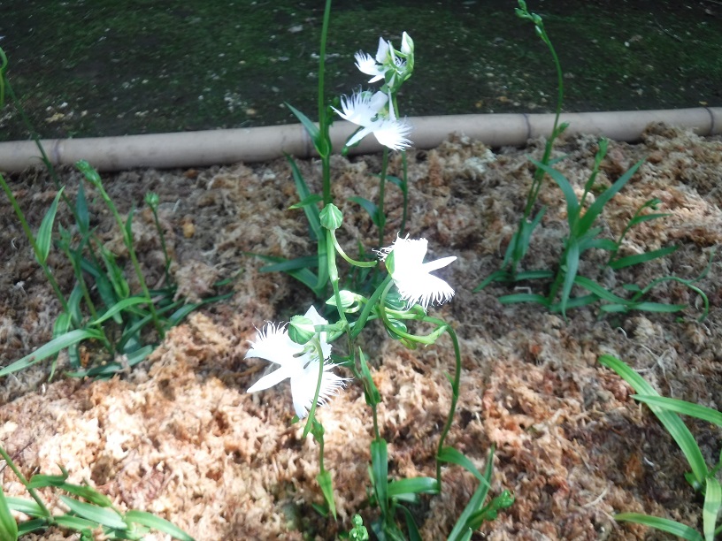 さぎ草