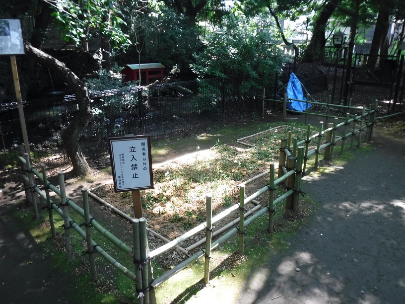 植え込み後の写真