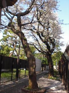 太子堂サクラ通り広場の写真