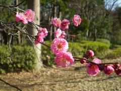 羽根木公園梅の様子