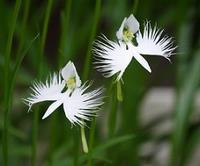 さぎ草の花