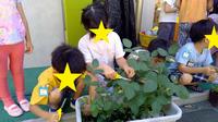 育てた野菜を収穫しています