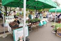 観葉植物販売