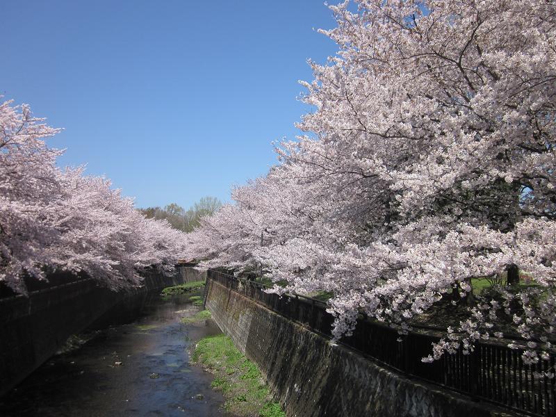 春の祖師谷公園の写真