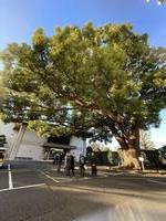 乗泉寺世田谷別院のクスノキ1