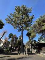 駒留八幡神社のクロマツクロマツ