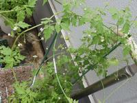 フウセンかずらの花1