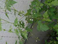 フウセンかずらの花2