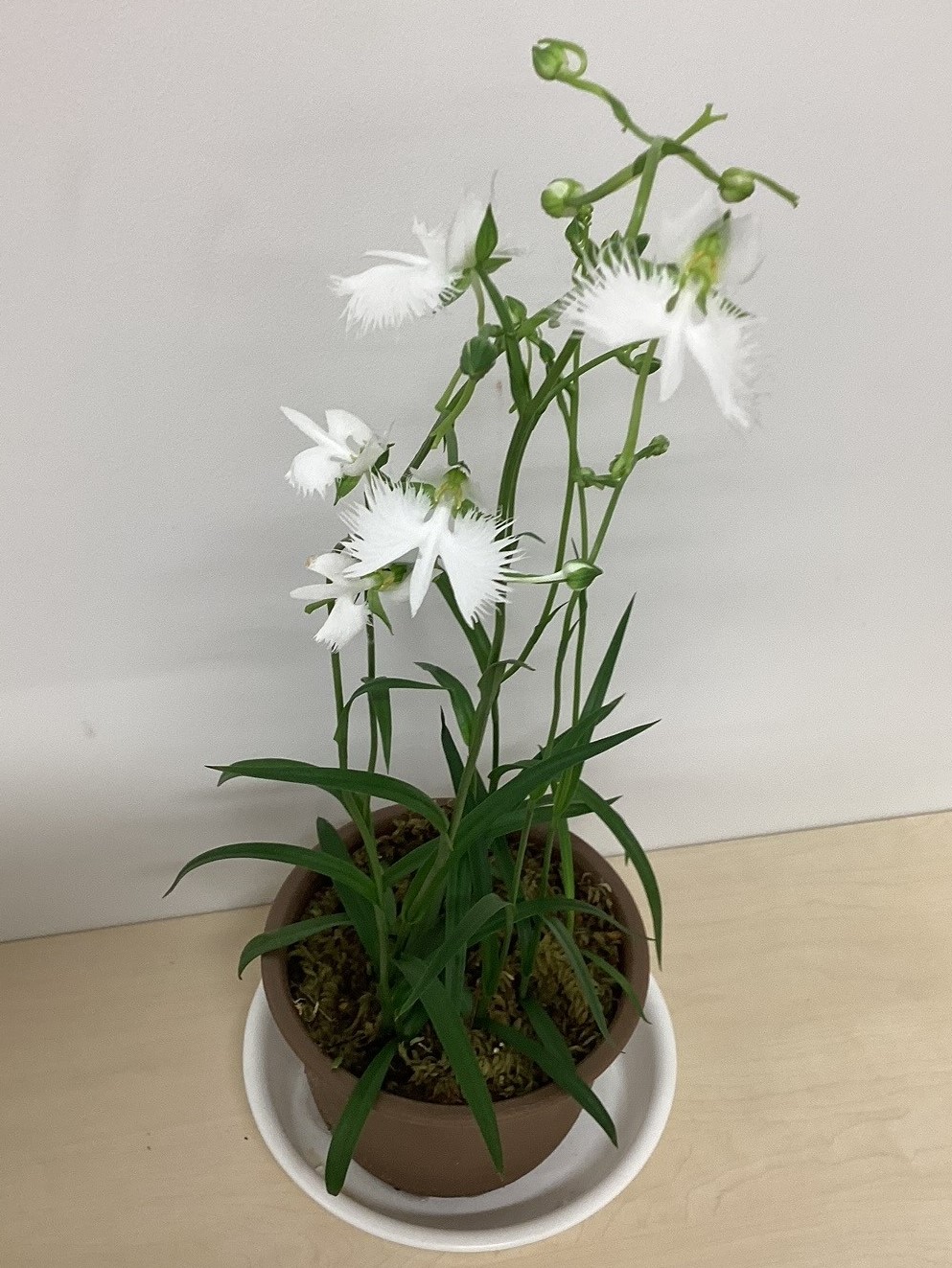 さぎ草写真