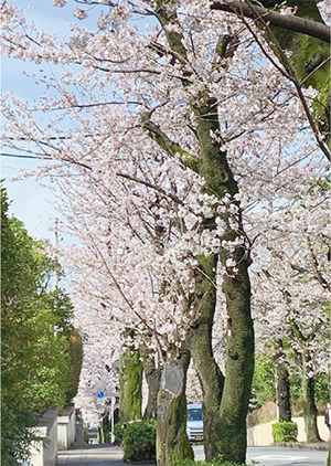 桜町小学校近くの桜並木