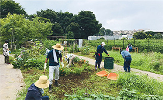 小規模多品種で野菜を育てています