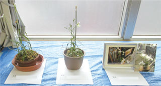 ミニさぎ草展にご自宅のさぎ草をぜひお持ちよりください