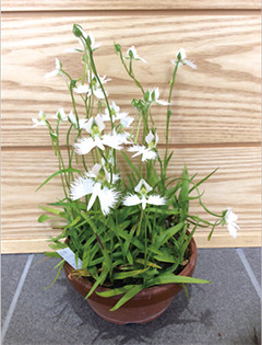 地域の方が育てたさぎ草