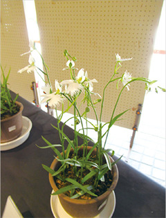 区の花さぎ草を展示します
