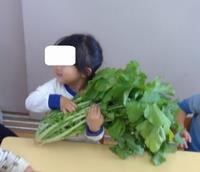 大蔵大根2