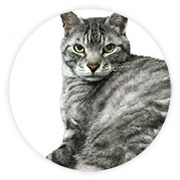 せたがや 動物とともにいきるまちプロジェクト