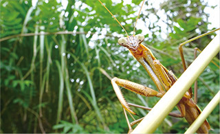 オオカマキリ発見！