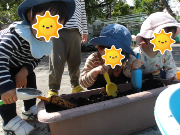 苗植え