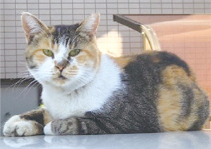 猫の写真
