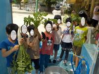 大根の収穫