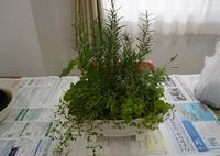 完成したハーブの寄せ植え
