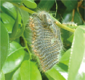 チャドクガの毛虫