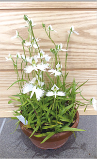 地域の方が育てたさぎ草の写真