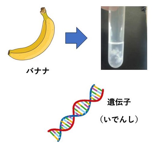 バナナから遺伝子を取り出そう