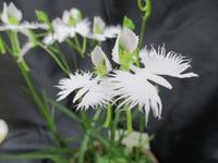 さぎ草