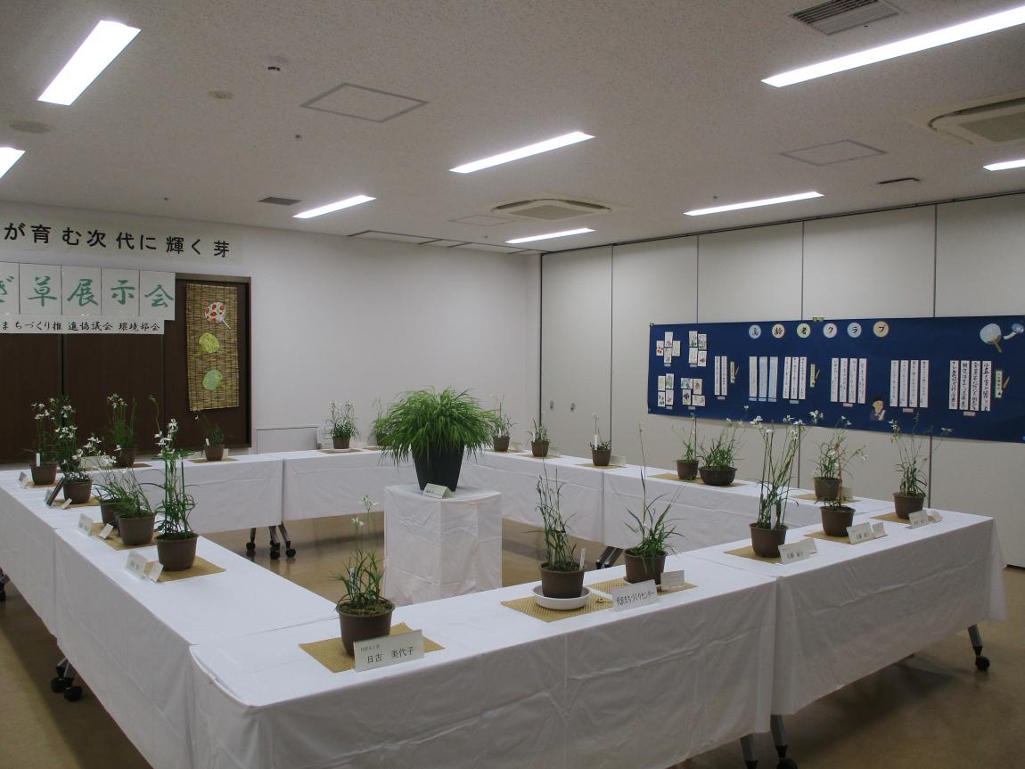 さぎ草展示会の様子
