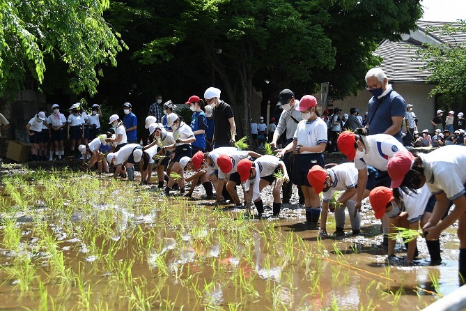 次大夫堀公園田植え
