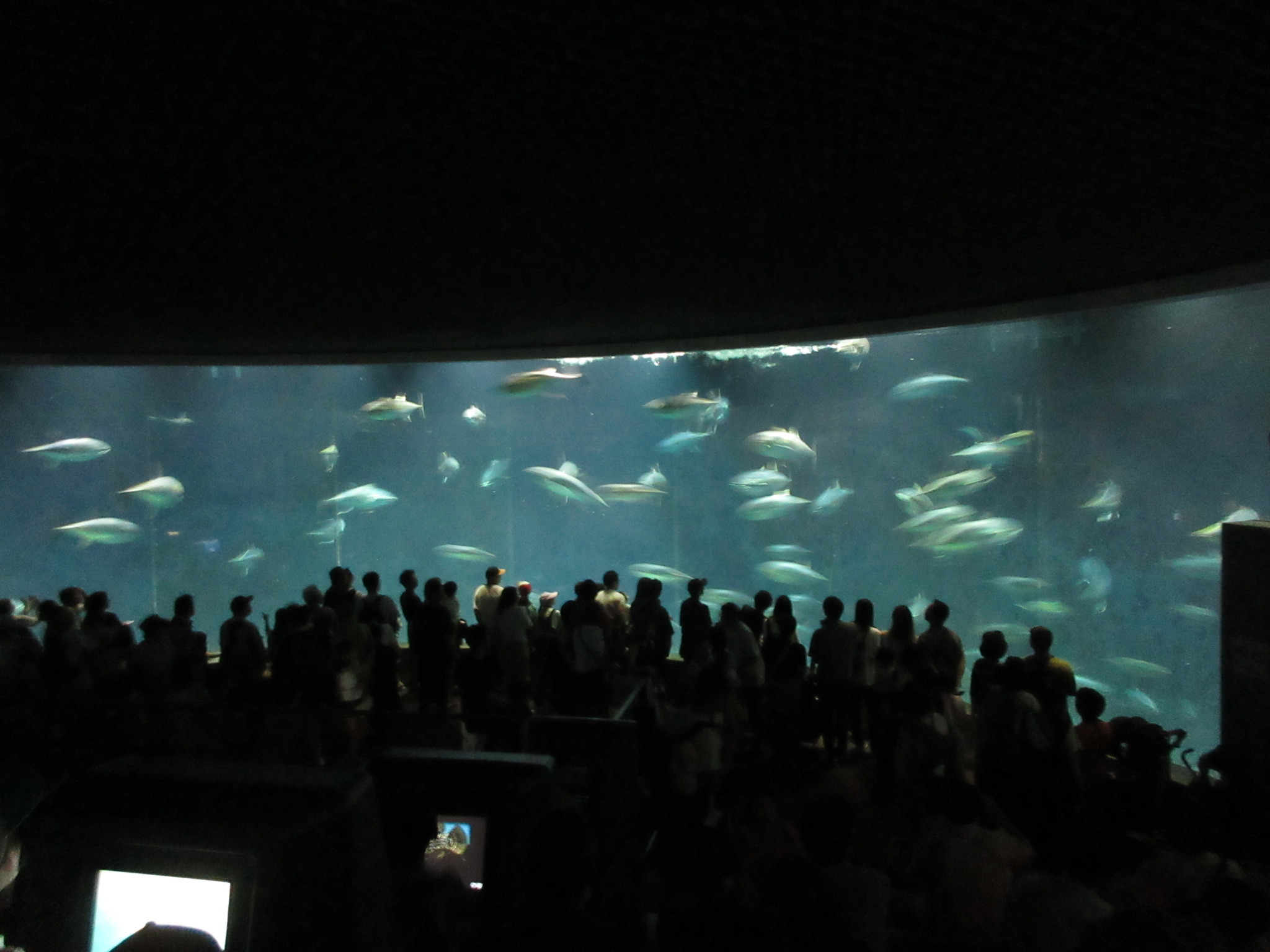水族園（マグロ）