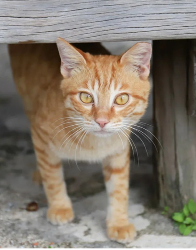 せたがや 動物とともにいきるまちプロジェクト