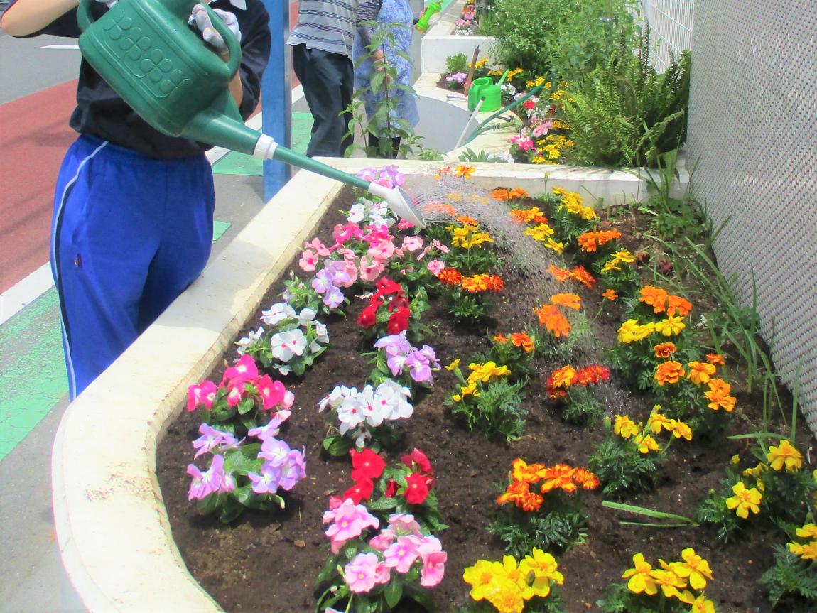 お花が植え終わった花壇にじょうろでお水をやっている。シャワー状に出された水が放物線を描き、土に染み込む。