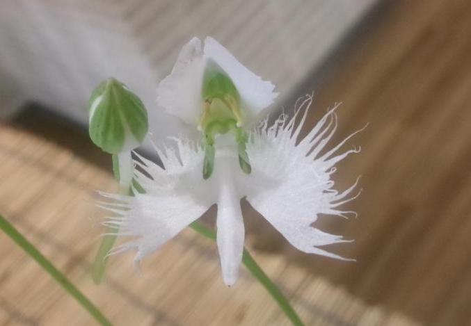 さぎ草