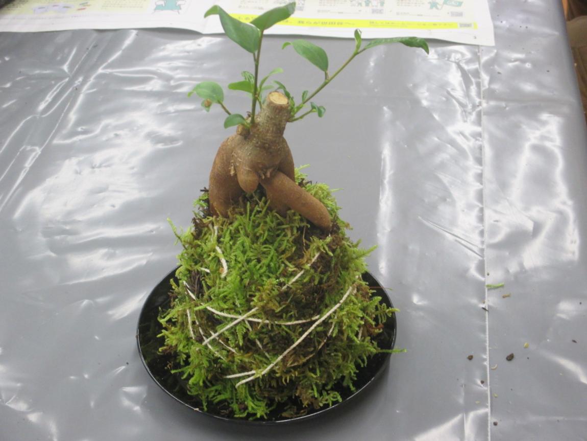 苔玉