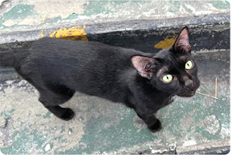 飼い主のいない猫（イメージ）の写真