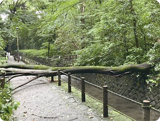等々力渓谷公園で発生した倒木の様子の写真