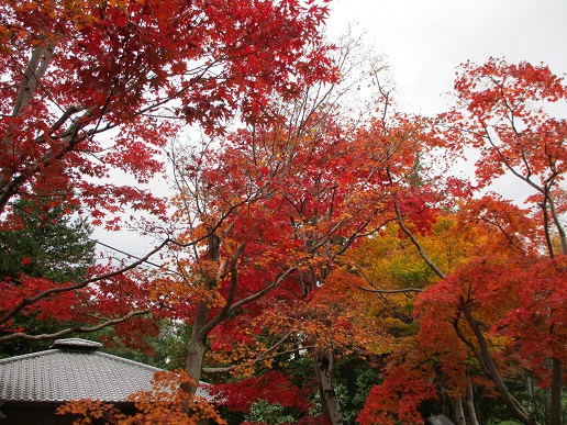 日本庭園カエデ