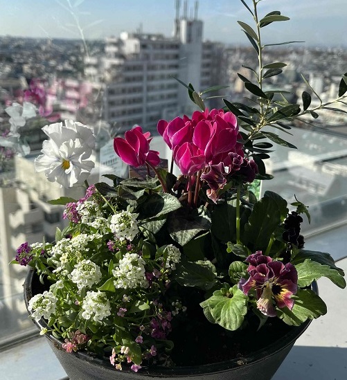 お花サムネ
