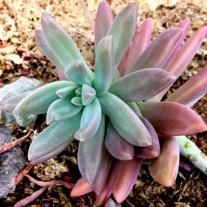 秋麗