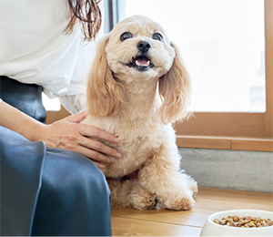 愛犬と触れ合う様子の写真