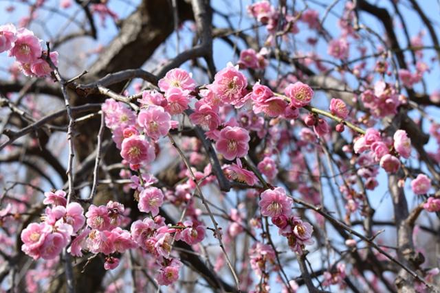 せたがや梅まつり梅の花