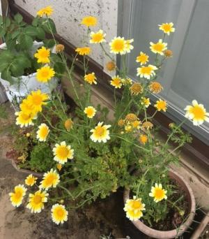 春菊の花