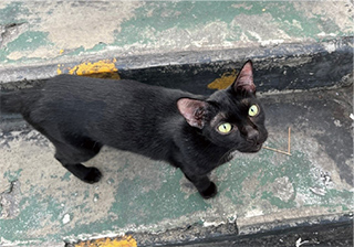 猫の写真