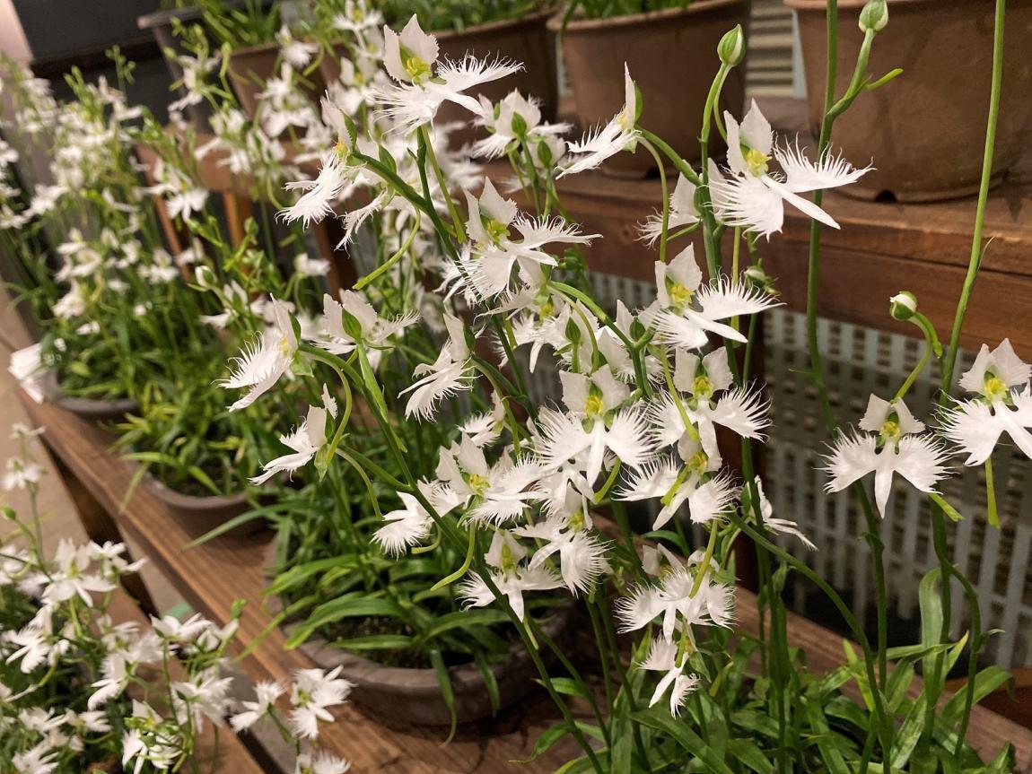 サギ草の様子