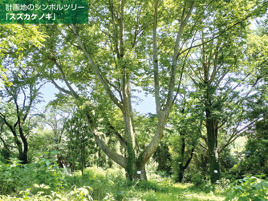 計画地のシンボルツリー「スズカケノキ」の写真