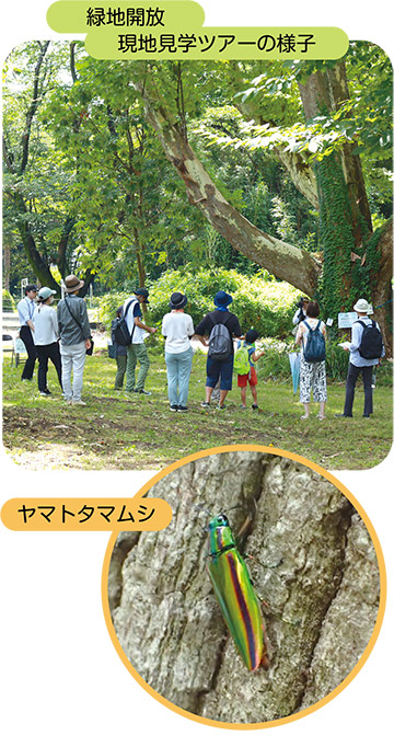 緑地開放 現地見学ツアーの様子とヤマトタマムシの写真