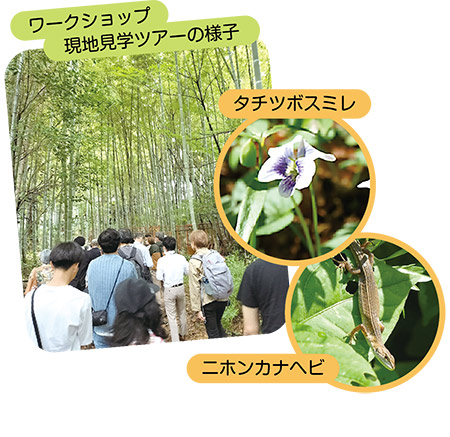 ワークショップ 現地見学ツアーの様子とタチツボスミレ、ニホンカナヘビの写真